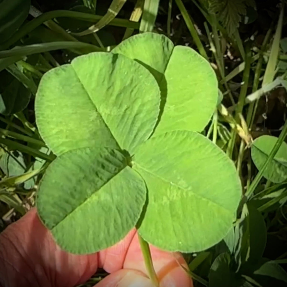 Il Quadrifoglio: Gioiello e Portafortuna che Racconta la Tua Storia